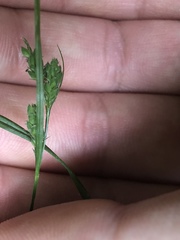 Carex pallescens