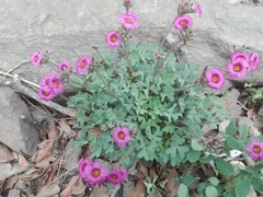 Oxalis squamata