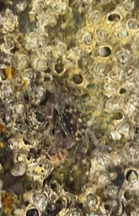 Pachygrapsus maurus