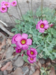 Oxalis squamata