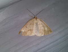 Petrophora subaequaria