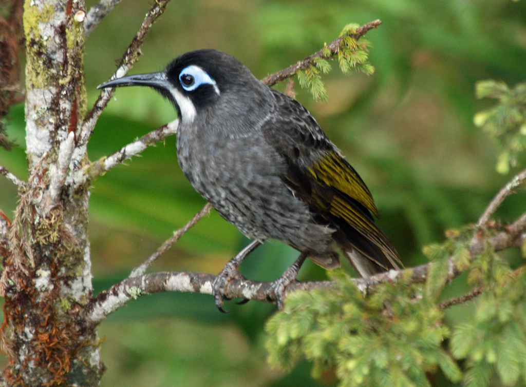 Belford's Melidectes photo