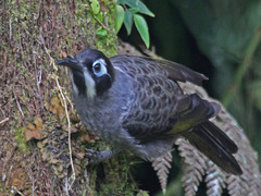 Belford's Melidectes photo 5