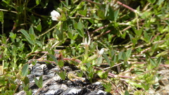 Trifolium monanthum