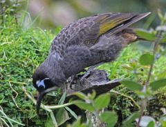 Belford's Melidectes photo 4