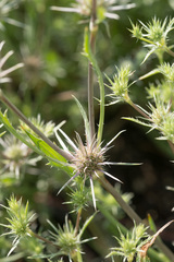 Eryngium petiolatum