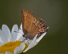 Callophrys gryneus rosneri
