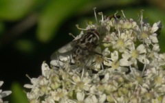 Graphomya maculata