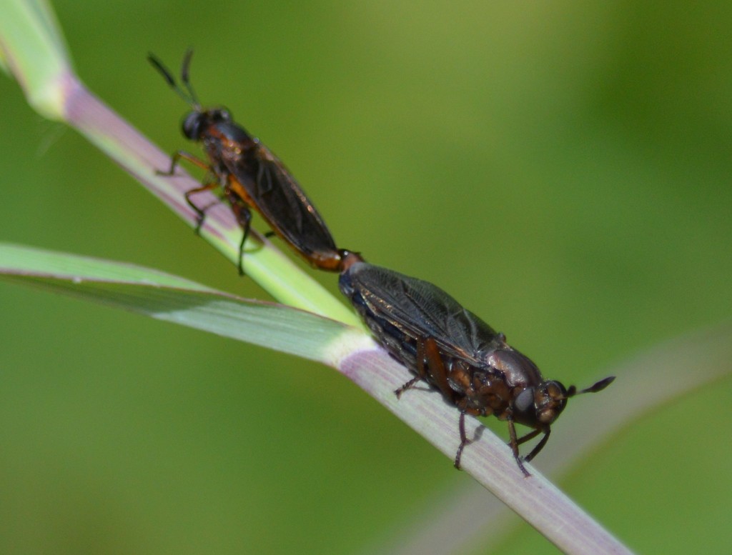 Phyllomydas bruesii