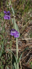Penstemon leiophyllus