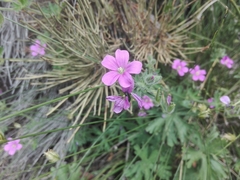 Geranium core-core