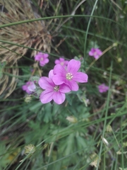 Geranium core-core