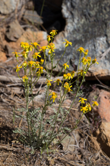 Packera eurycephala lewisrosei