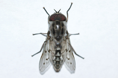 Tabanus reinwardtii