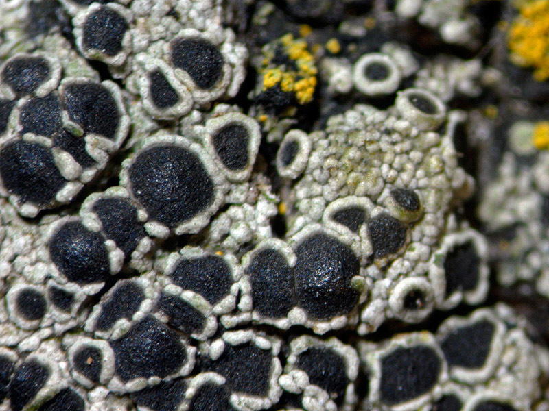Pepper-Spore Lichens