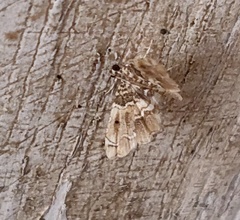 Sufetula diminutalis
