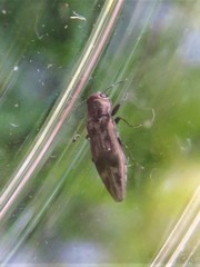 Agrilus lecontei