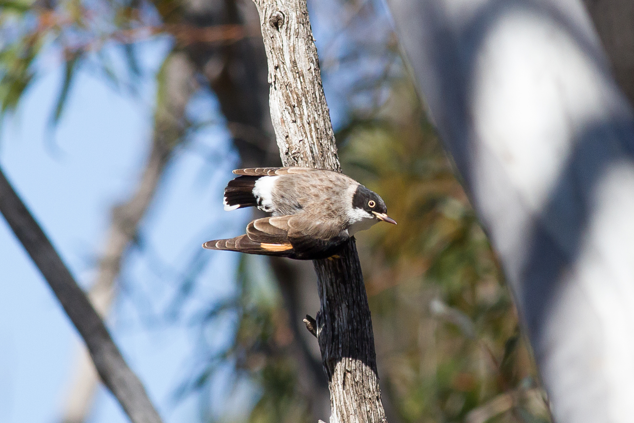 Varied Sittella (Daphoenositta chrysoptera)