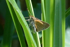 Euphyes bimacula
