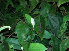 Pygirhynchus toledopizai