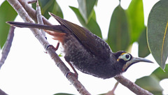 Yellow-Browed Melidectes photo 2