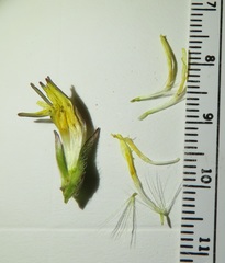 Leontodon saxatilis saxatilis