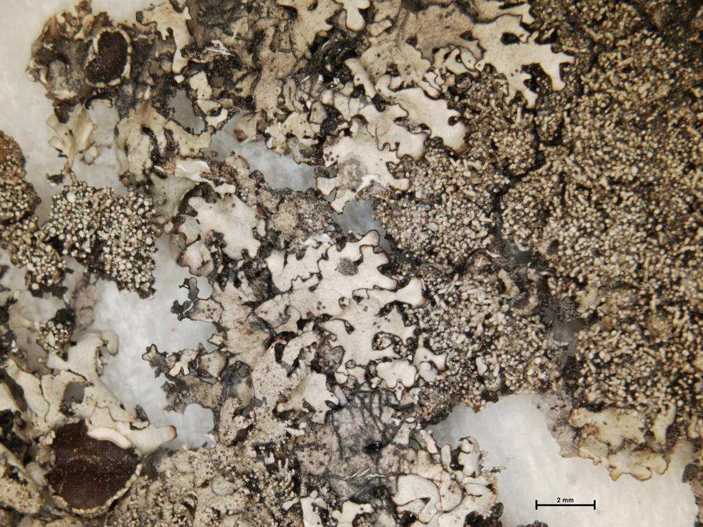 Xanthoparmelia australasica