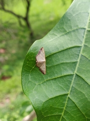 Idaea rufulata