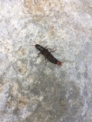 Platydracus mysticus
