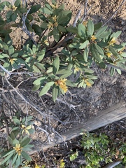 Rhododendron columbianum