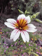 Salpiglossis sinuata