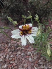 Salpiglossis sinuata