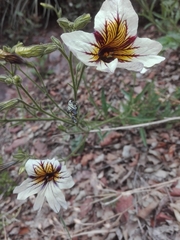 Salpiglossis sinuata