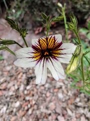 Salpiglossis sinuata