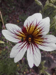 Salpiglossis sinuata