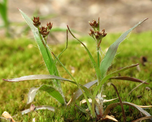 Luzula echinata