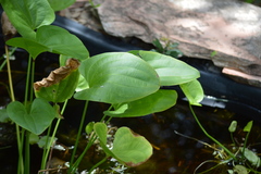 Echinodorus cordifolius