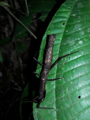 Pygirhynchus toledopizai