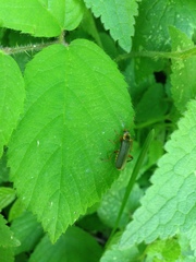 Cantharis nigricans