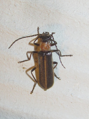 Podabrus quadratus