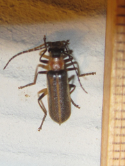 Podabrus quadratus