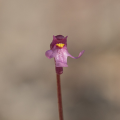 Utricularia tenella