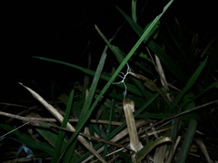 Cladoxerus cryphaleus