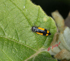 Ptosima gibbicollis