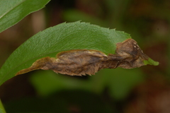 Nemorimyza posticata