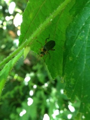 Cantharis nigricans