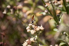 Baccharis plummerae plummerae