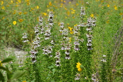 Monarda maritima