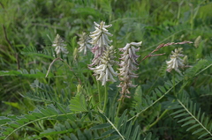 Astragalus uliginosus