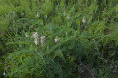 Astragalus uliginosus